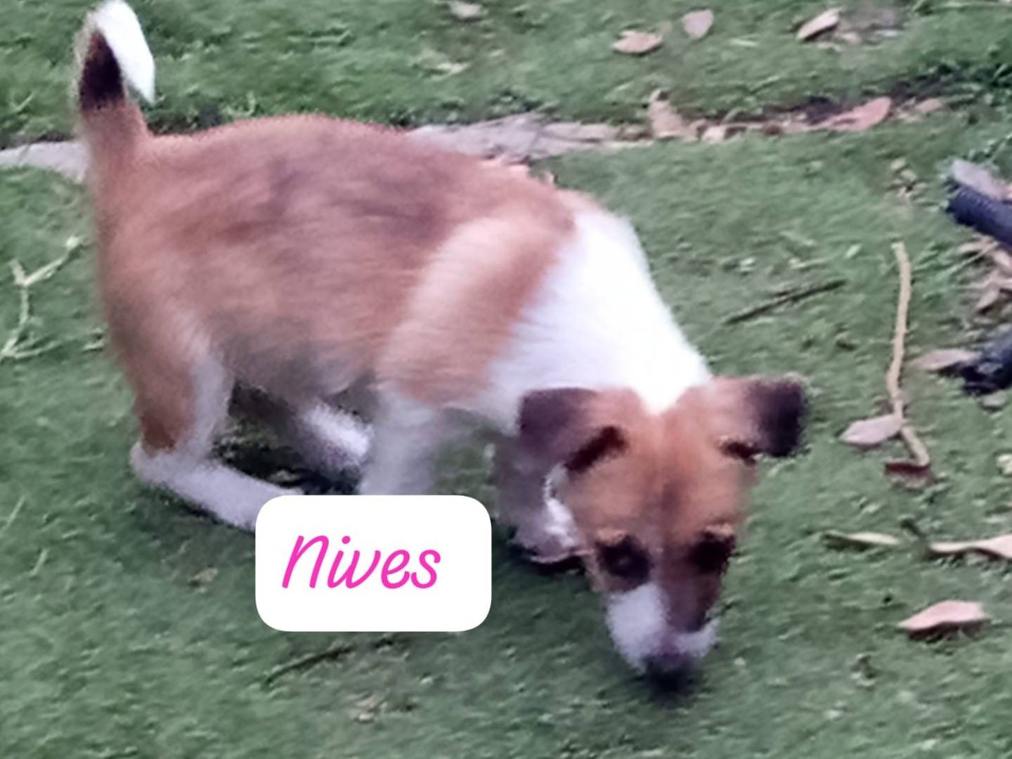 Vuoi adottare un cane a Avellino?