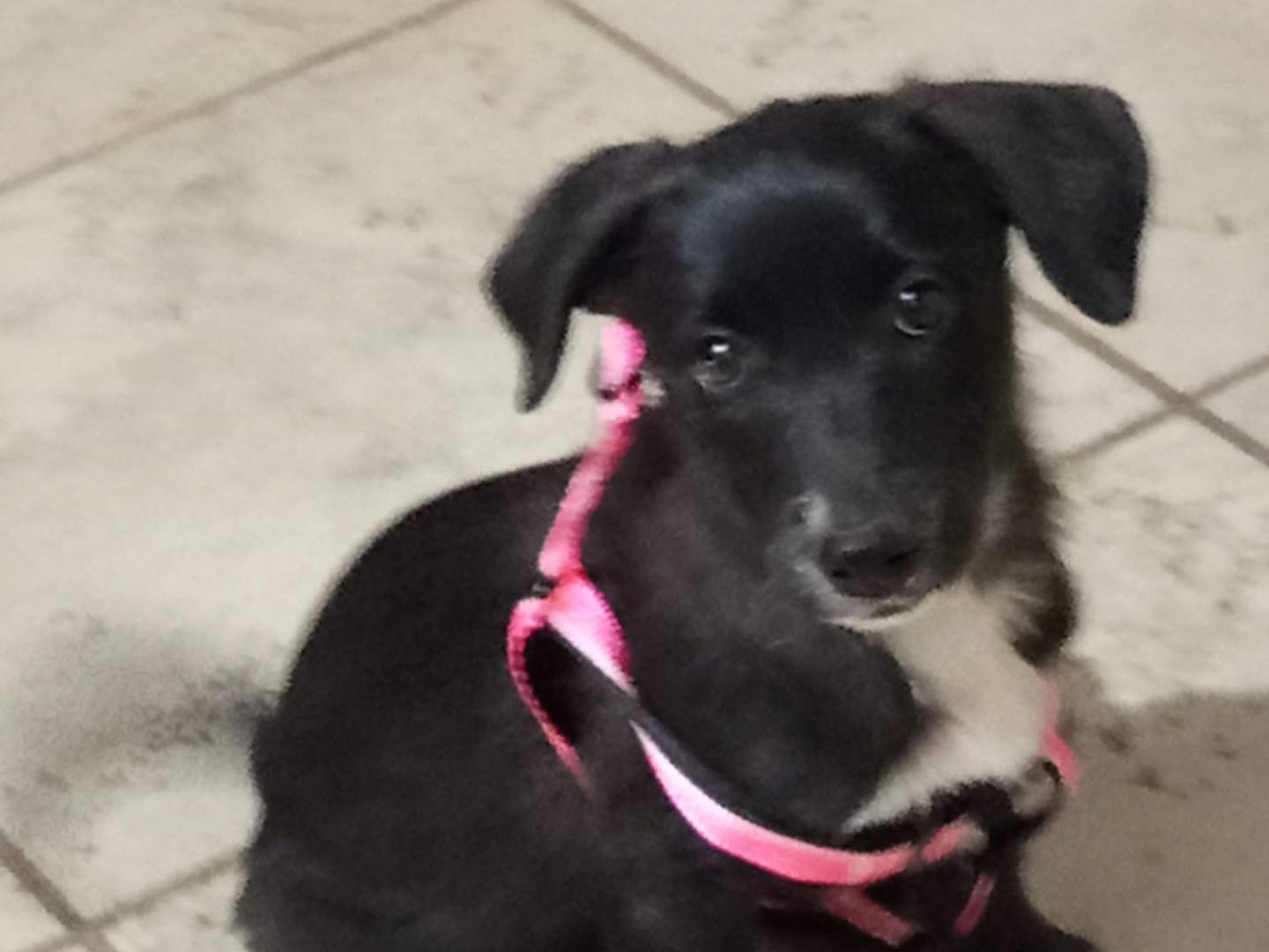 Adozione cane, femmina, Razza sconosciuta Razza sconosciuta, 3 mesi, taglia piccola, Avellino