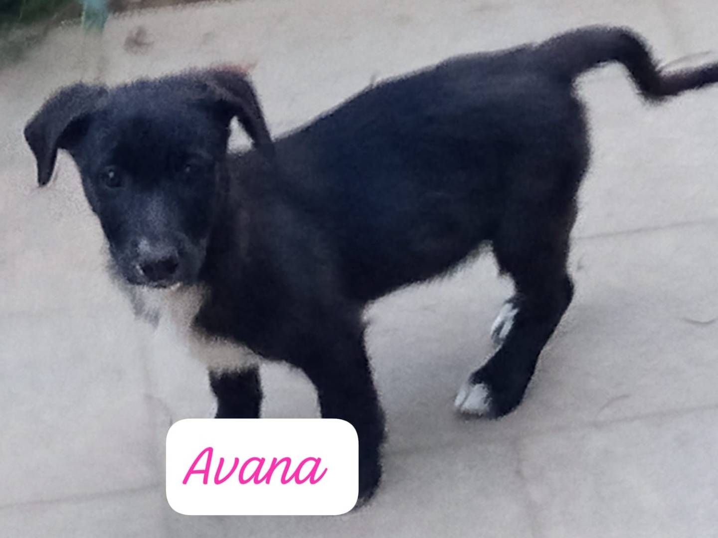 Adotta un cane, femmina, 3 mesi, Avellino