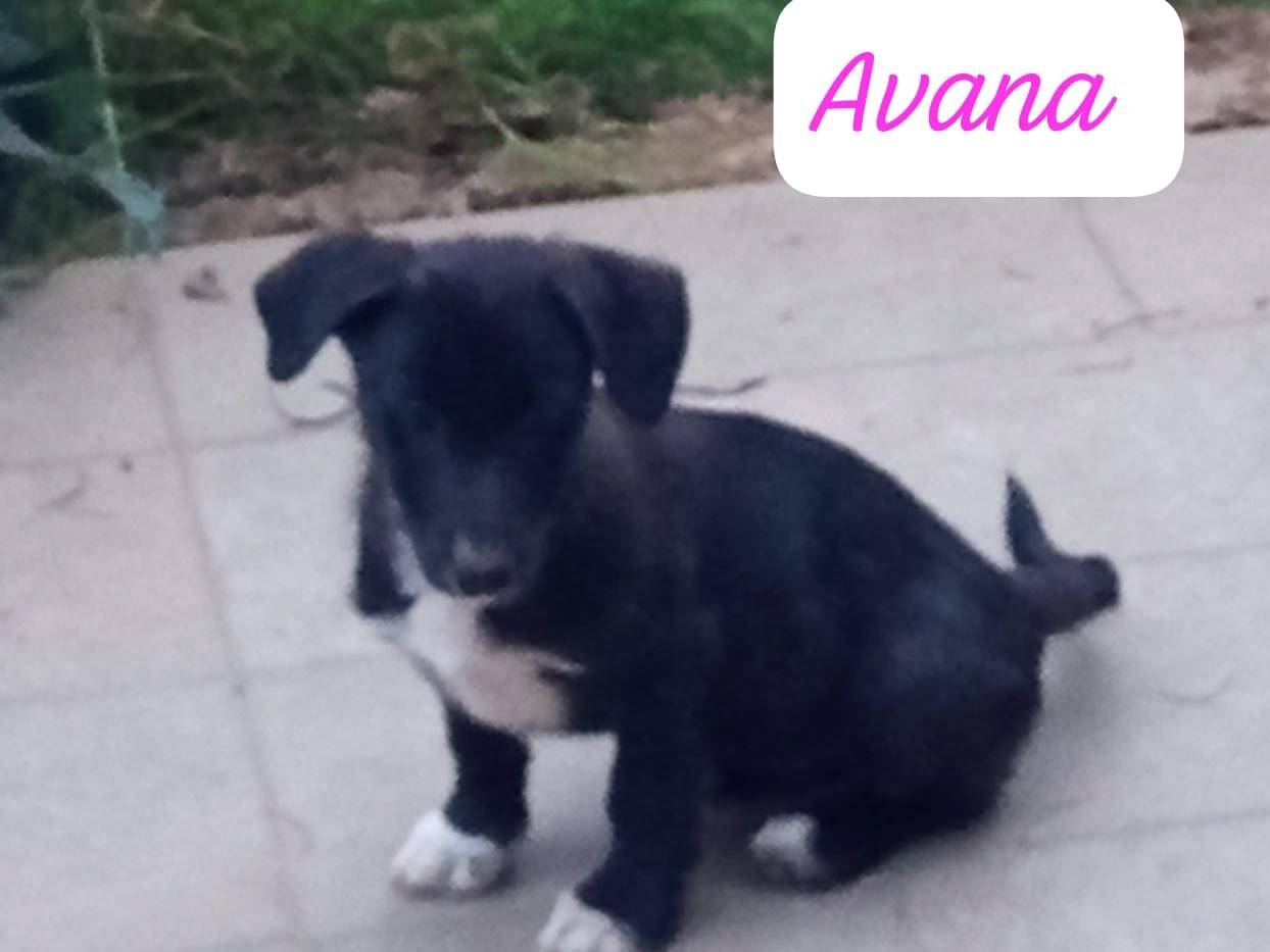 Adotta un cane, taglia piccola, femmina, Avellino