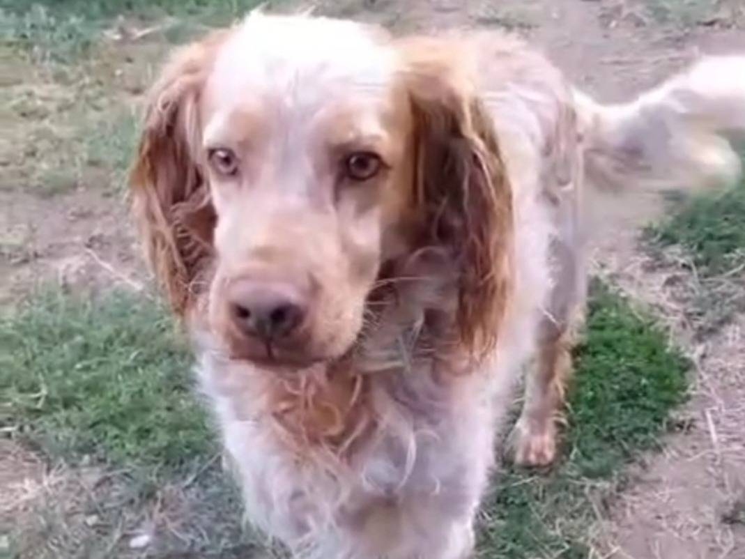 Adotta un cane, maschio, 7 anni e 9 mesi, Viterbo
