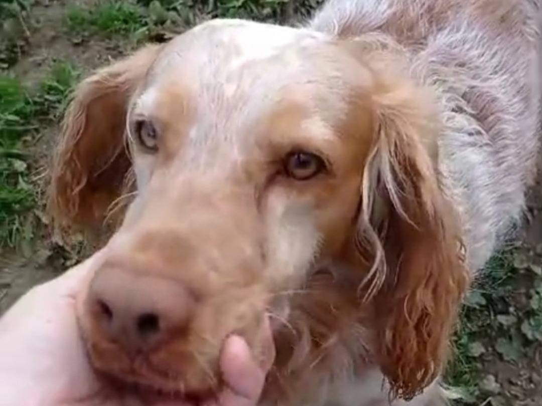 Adotta un cane, taglia media, maschio, Viterbo
