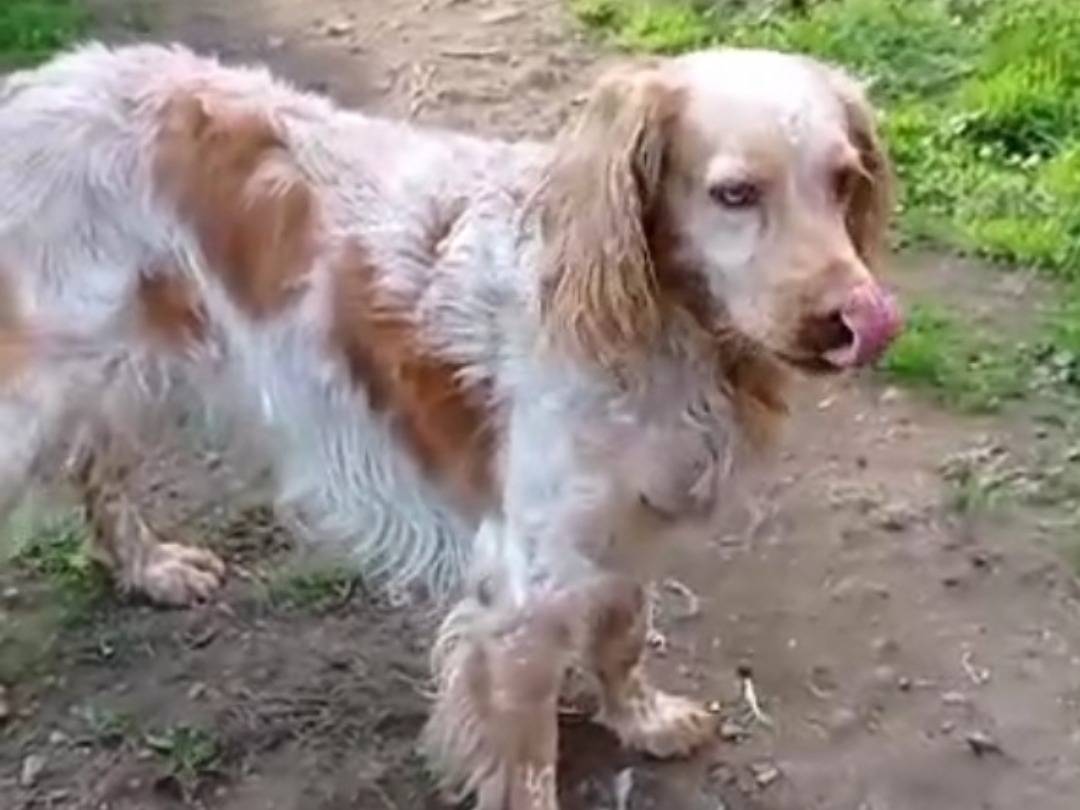 Vuoi adottare un cane a Viterbo?