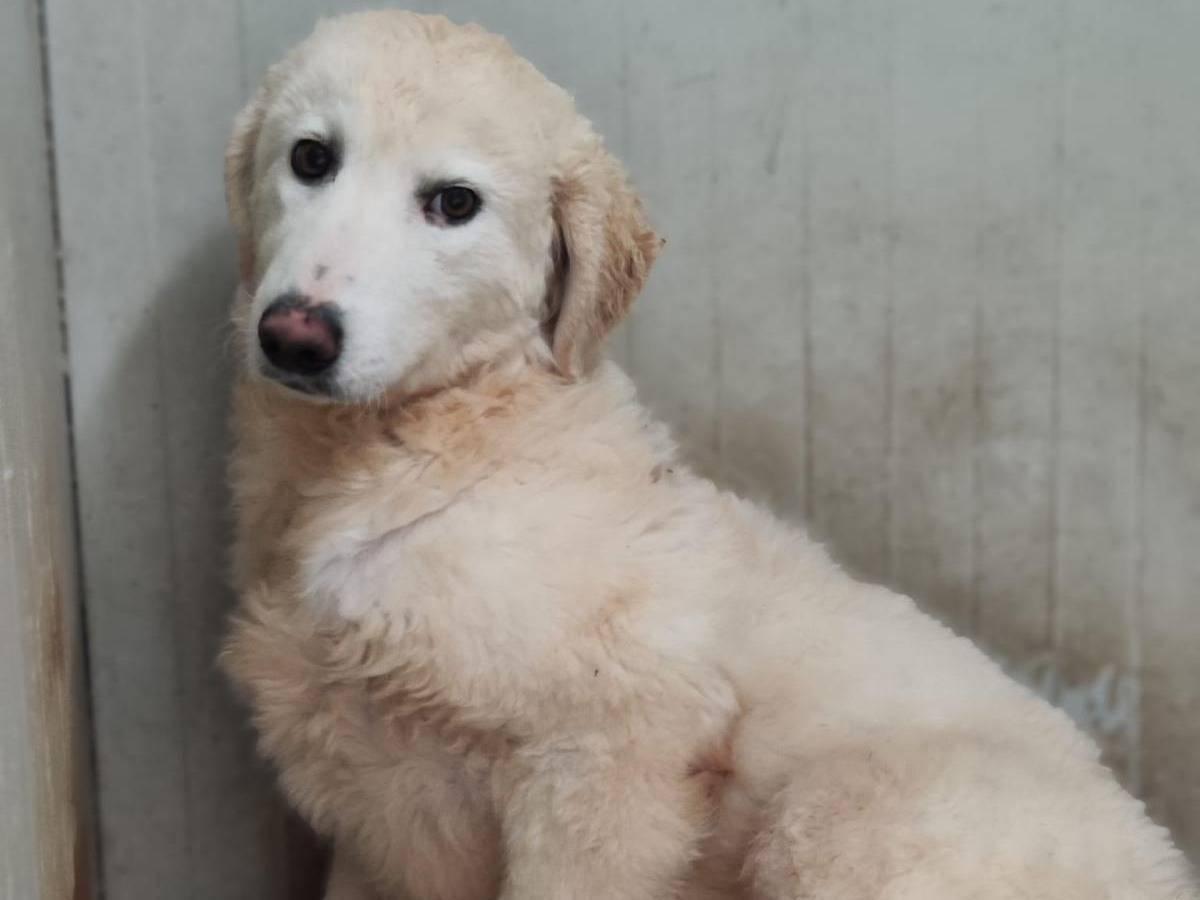 Adotta un cane, maschio, 1 anno e 1 mese, Palermo