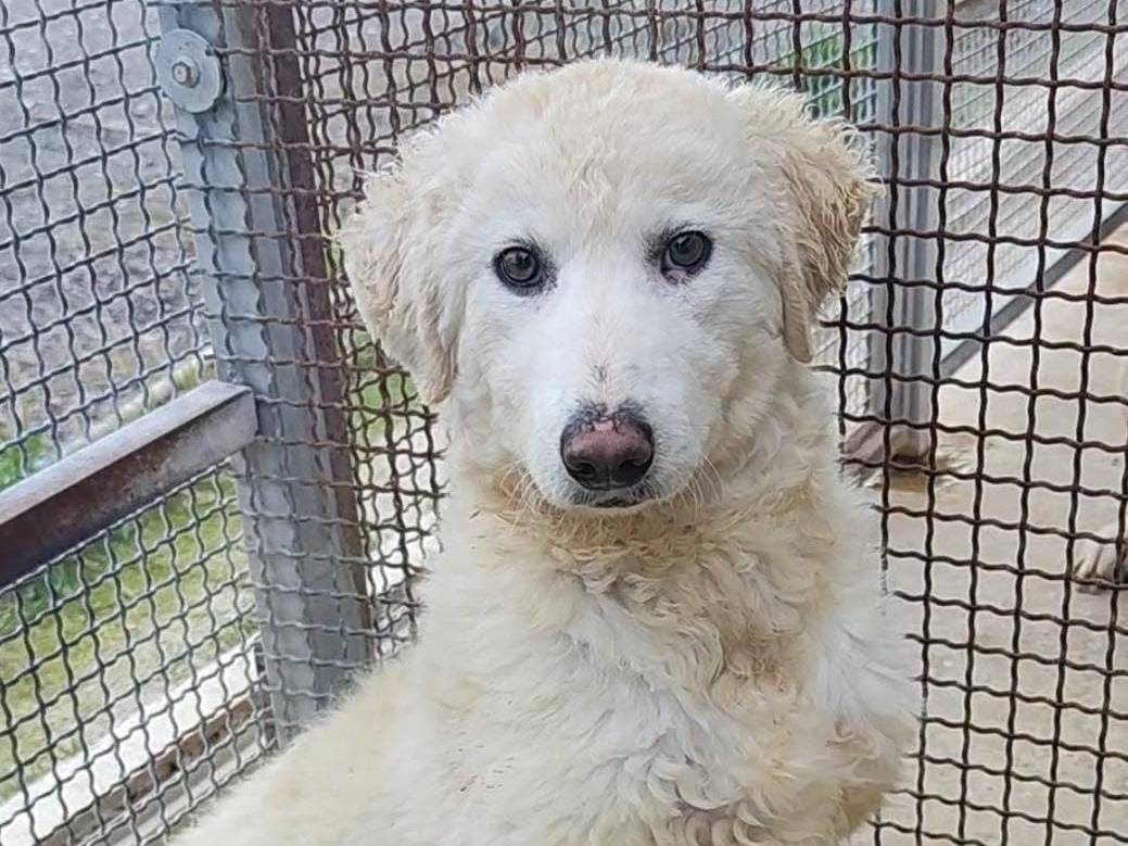 Adozione cane, maschio, Razza sconosciuta Razza sconosciuta, 1 anno e 1 mese, taglia media, Palermo