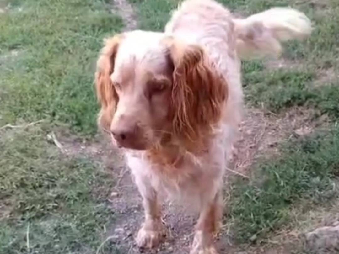 Adotta il cane Orange Breton  a Viterbo