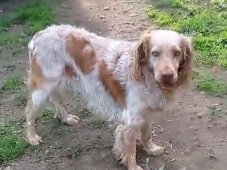 Adozione cane, maschio, Breton Razza sconosciuta, 7 anni e 9 mesi, taglia media, Viterbo