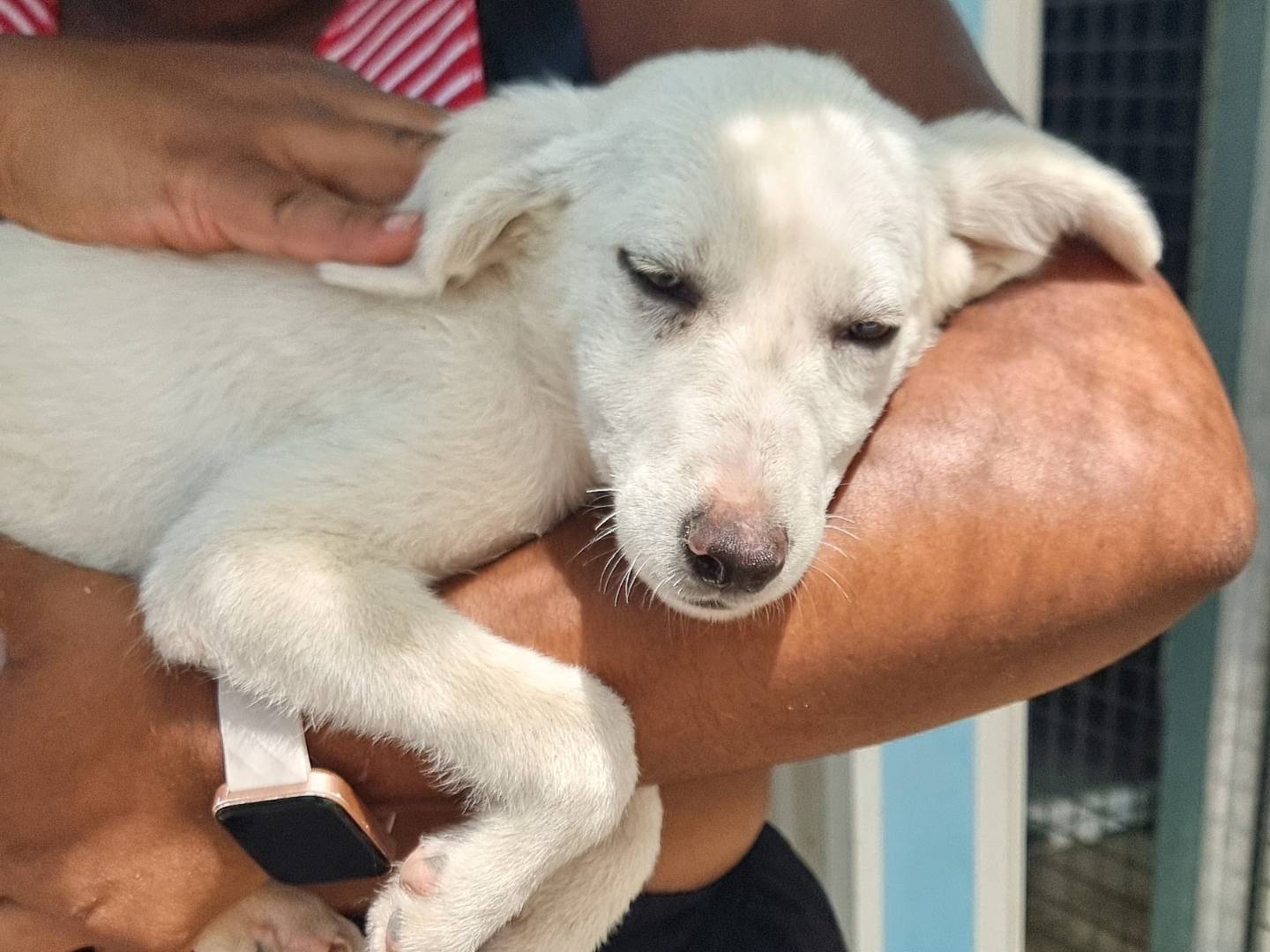 Adozione cane, femmina, Razza sconosciuta Razza sconosciuta, 4 mesi, taglia piccola, Pavia