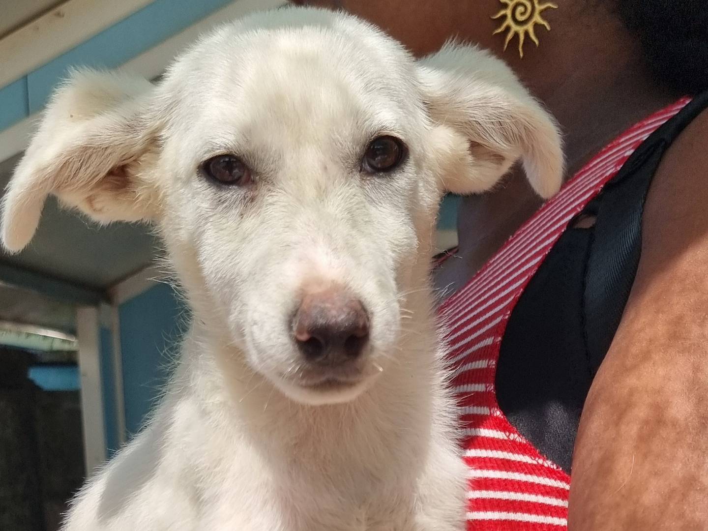 Adotta un cane, taglia piccola, femmina, Pavia