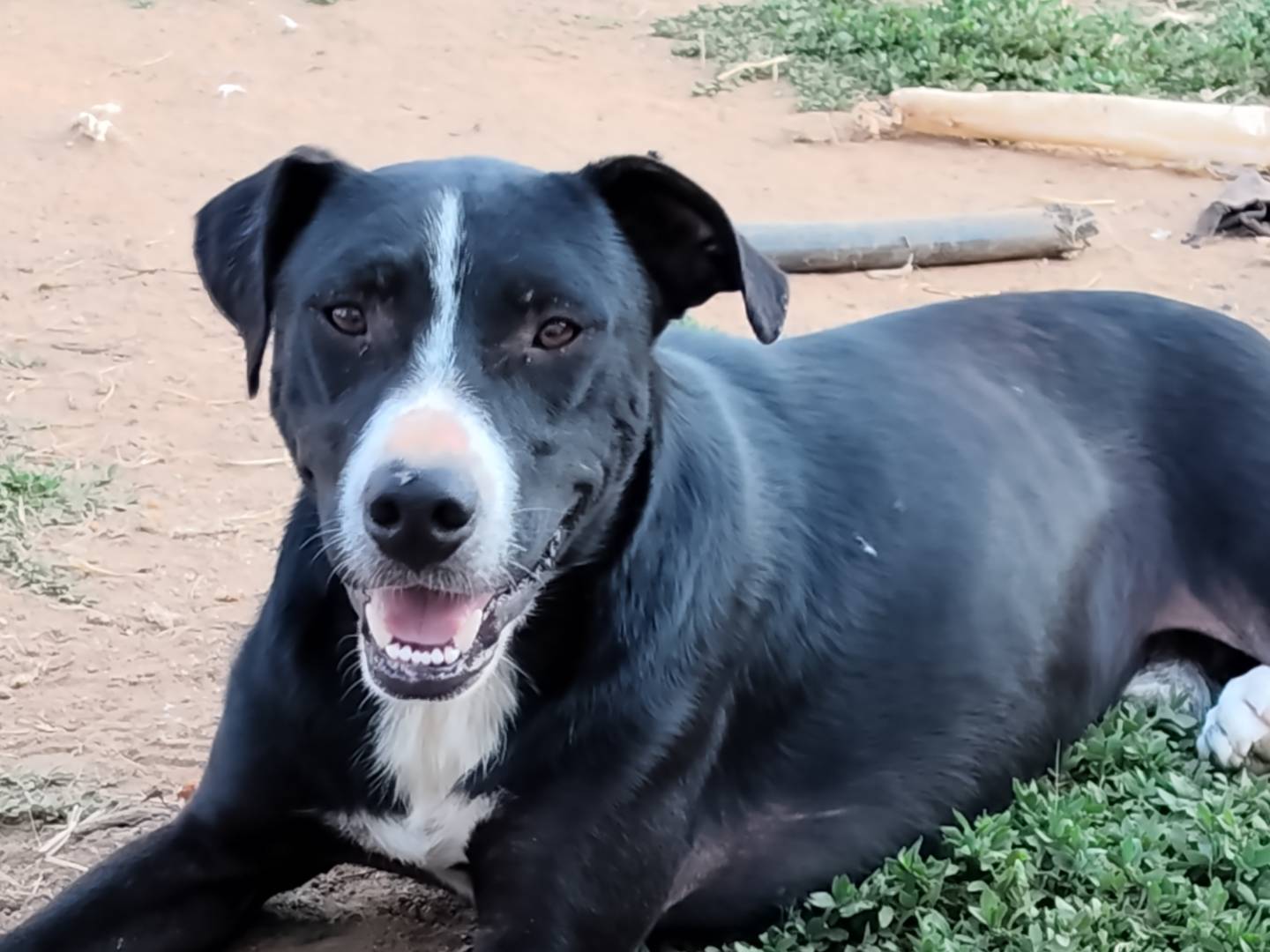 Adozione cane, maschio, Razza sconosciuta Razza sconosciuta, 1 anno e 11 mesi, taglia media, Catanzaro