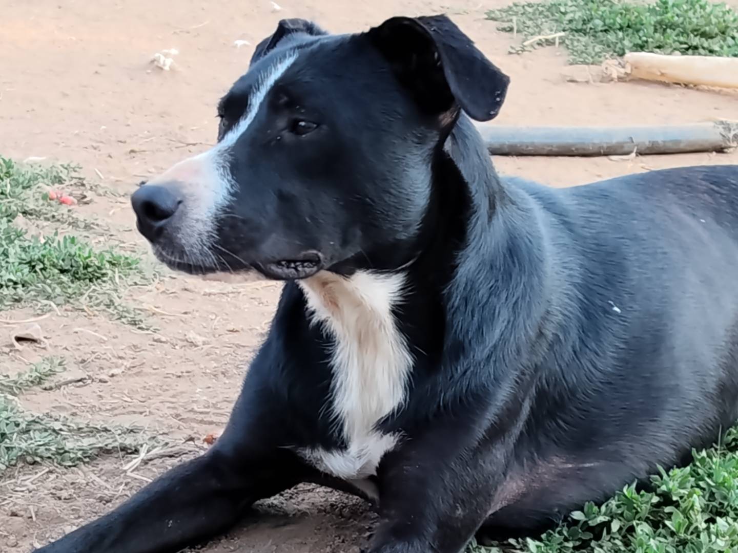 Adotta un cane, maschio, 1 anno e 11 mesi, Catanzaro