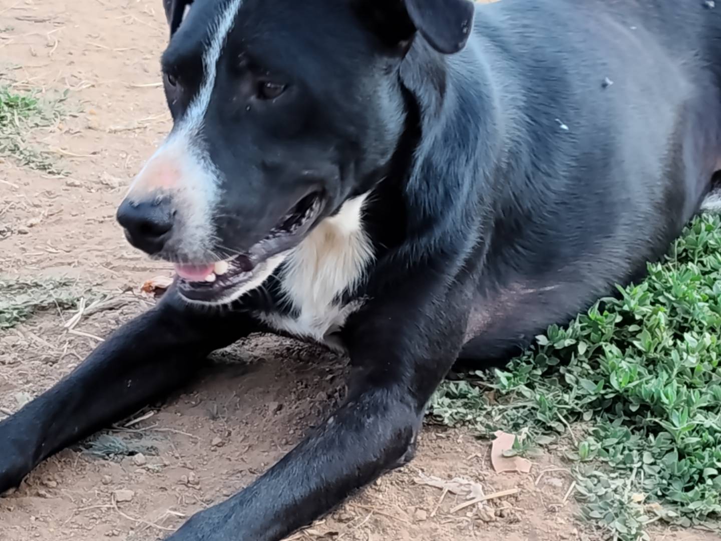 Adotta un cane, taglia media, maschio, Catanzaro