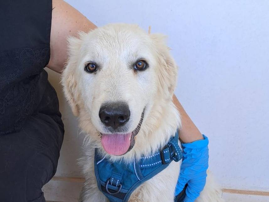 Adotta un cane, maschio, 2 mesi, Bari