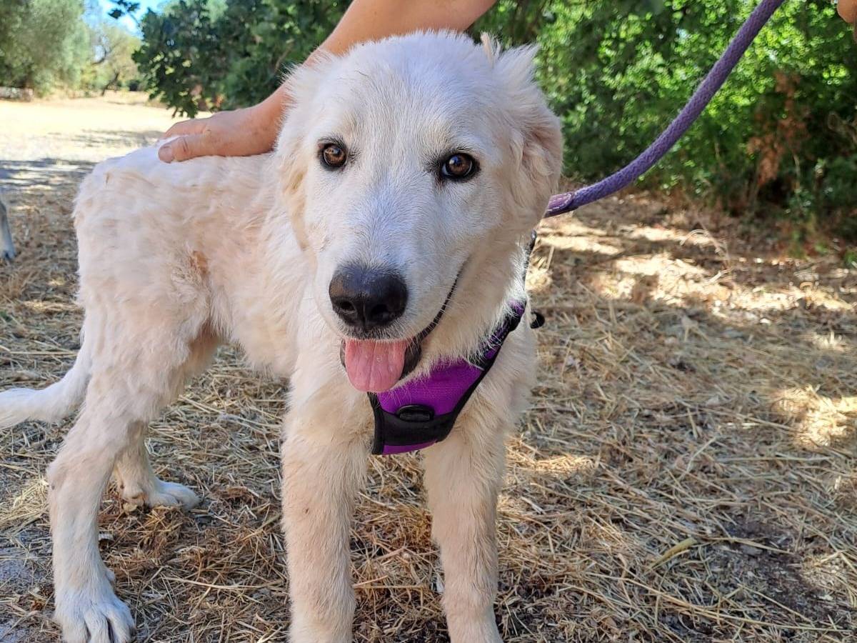 Adotta un cane, taglia gigante, maschio, Bari