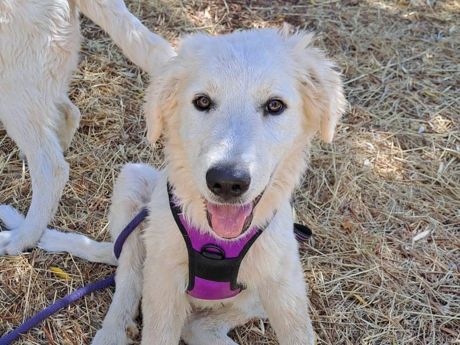 Adozione cane, maschio, Razza sconosciuta Razza sconosciuta, 2 mesi, taglia gigante, Bari