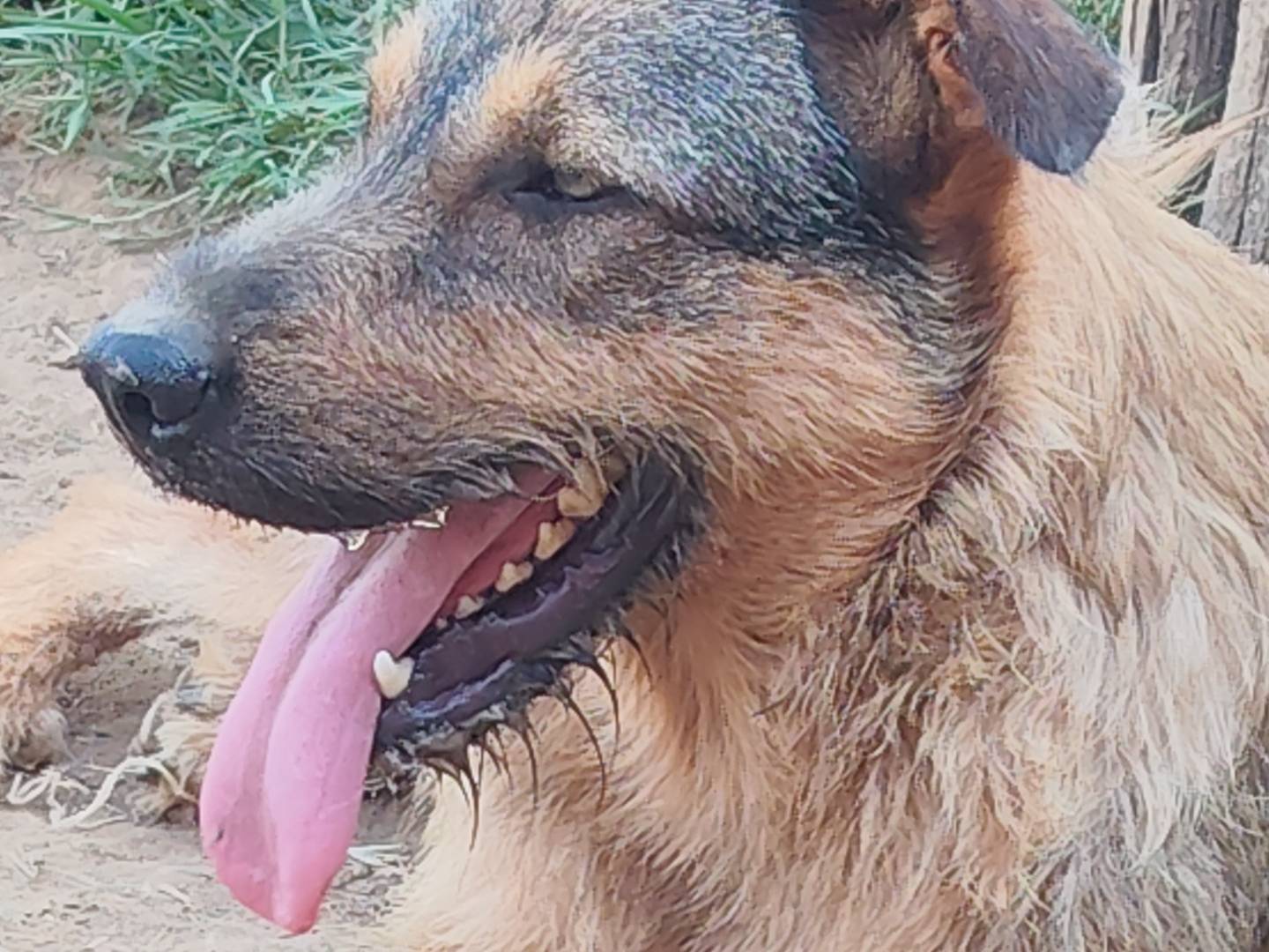 Adozione cane, maschio, Razza sconosciuta Razza sconosciuta, 1 anno e 11 mesi, taglia grande, Catanzaro
