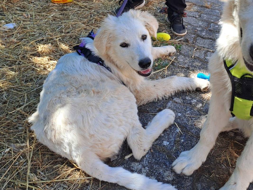 Vuoi adottare un cane a Bari?