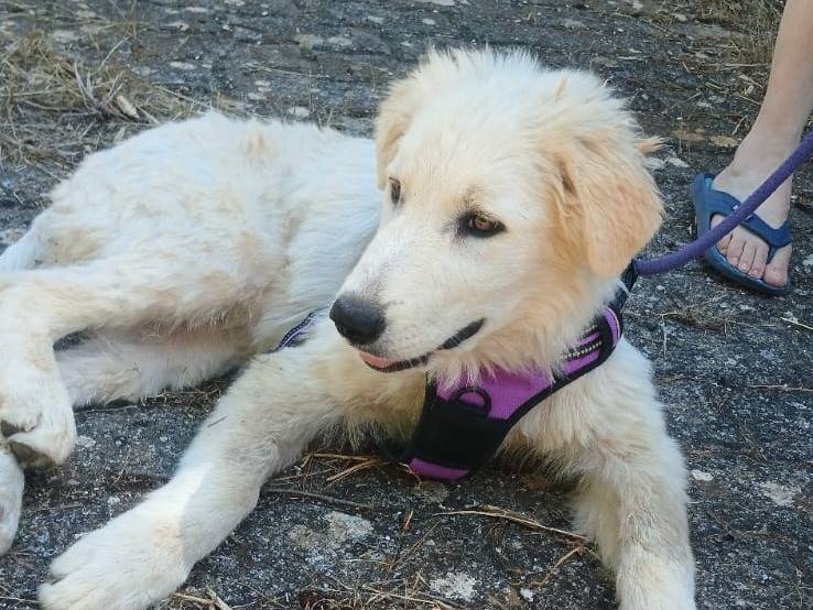 Adotta il cane Mojito  a Bari