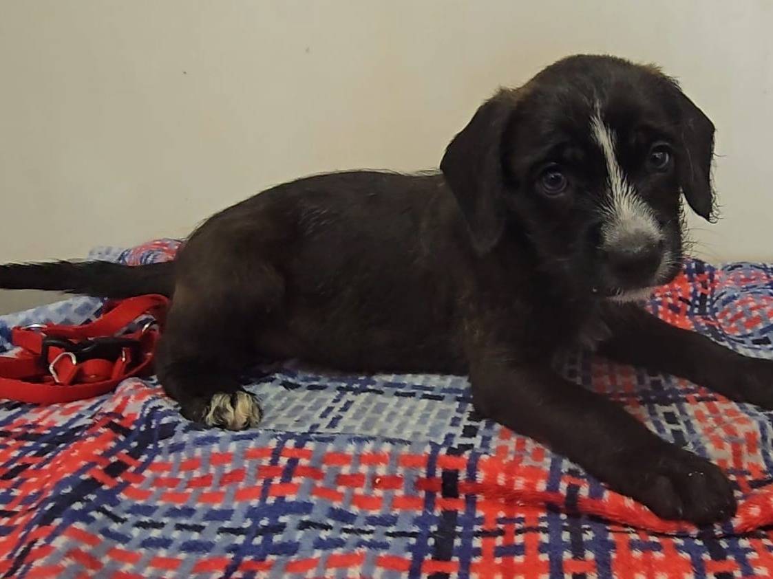 Adozione cane, femmina, Razza sconosciuta Razza sconosciuta, 2 mesi, taglia piccola, Teramo
