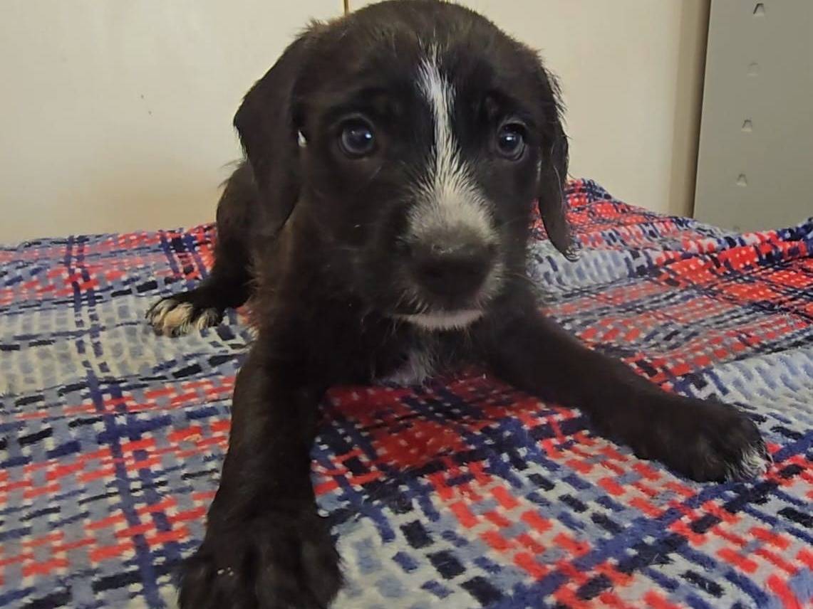 Adotta un cane, femmina, 2 mesi, Teramo