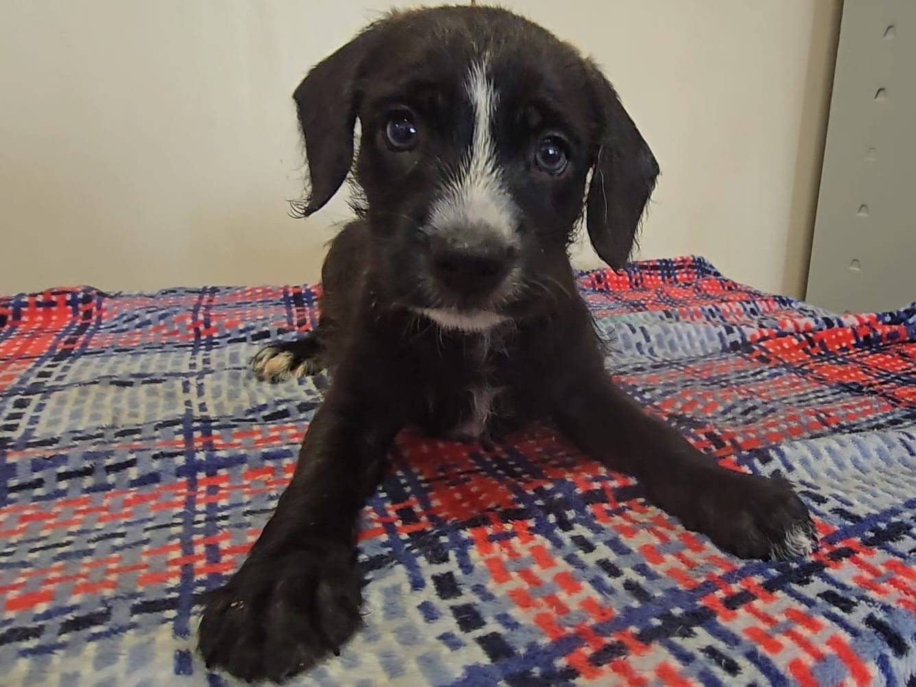 Adotta un cane, taglia piccola, femmina, Teramo