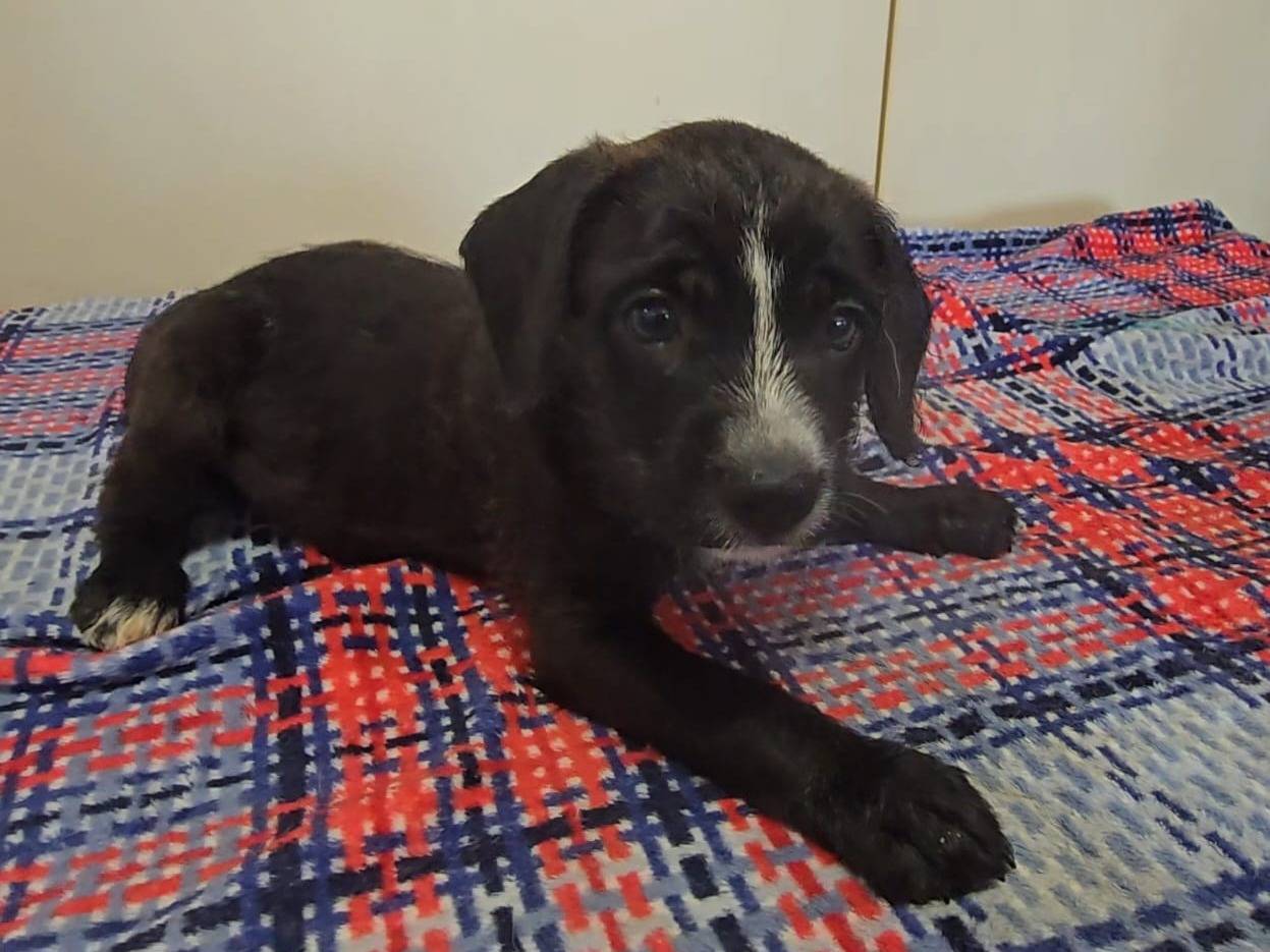 Vuoi adottare un cane a Teramo?