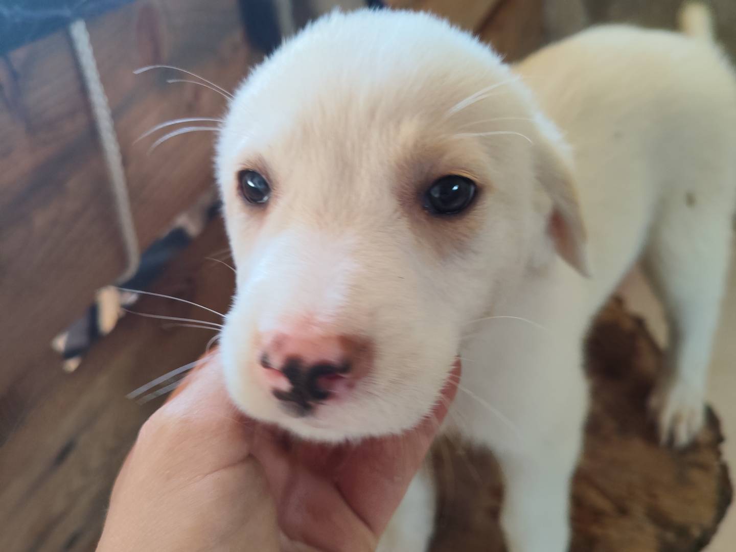 Adozione cane, femmina, Razza sconosciuta Razza sconosciuta, 3 mesi, taglia media contenuta, Catanzaro