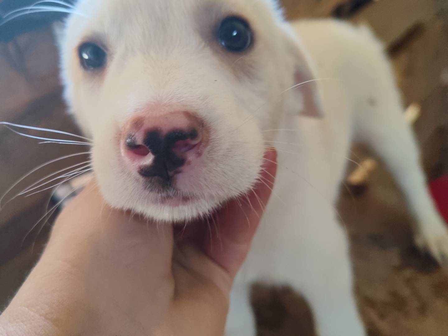 Adotta un cane, taglia media contenuta, femmina, Catanzaro