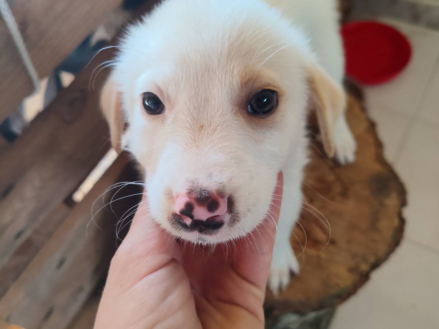 Adozione cane, femmina, Razza sconosciuta Razza sconosciuta, 3 mesi, taglia media contenuta, Catanzaro