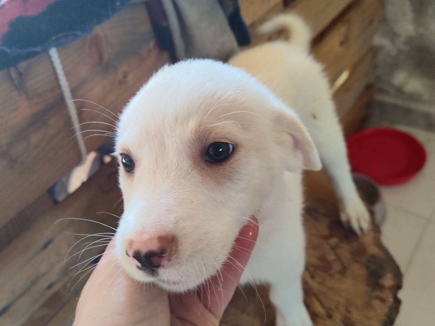 Adotta un cane, femmina, 3 mesi, Catanzaro