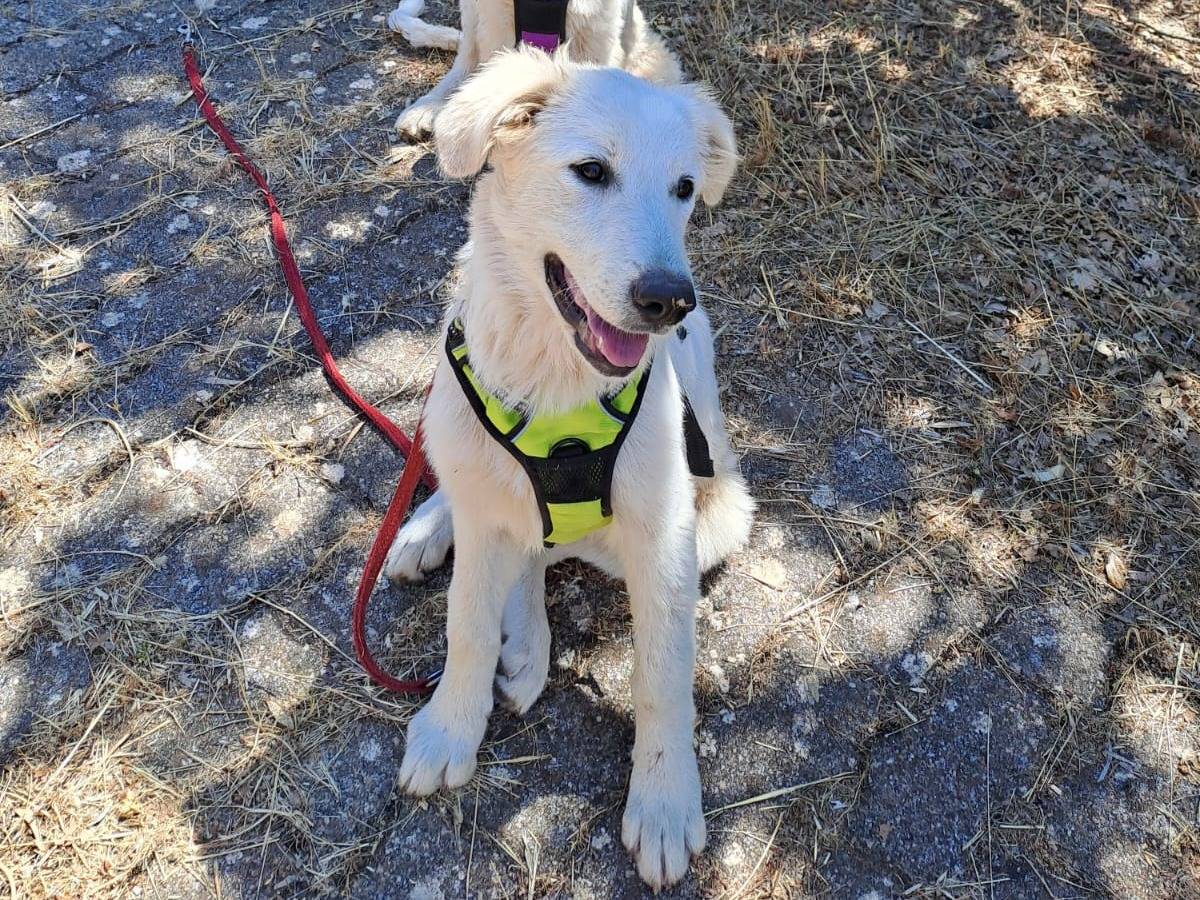 Adotta un cane, femmina, 2 mesi, Bari