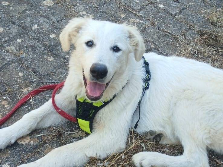 Adozione cane, femmina, Razza sconosciuta Razza sconosciuta, 2 mesi, taglia gigante, Bari