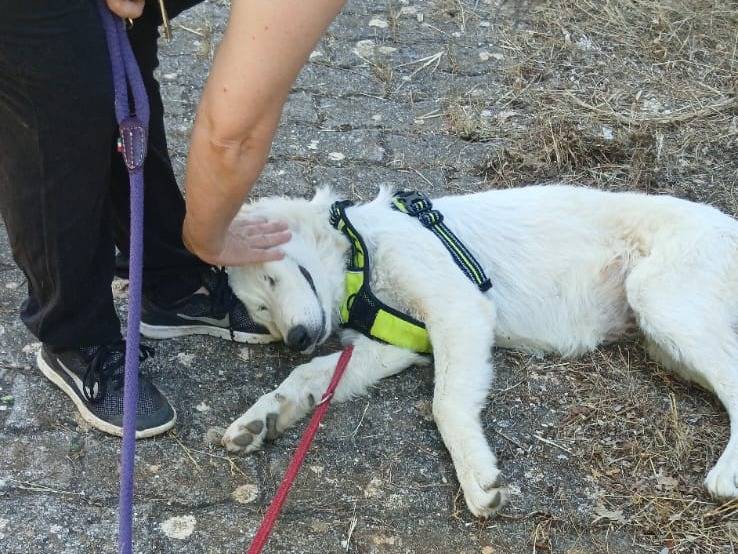 Adotta il cane Altea a Bari