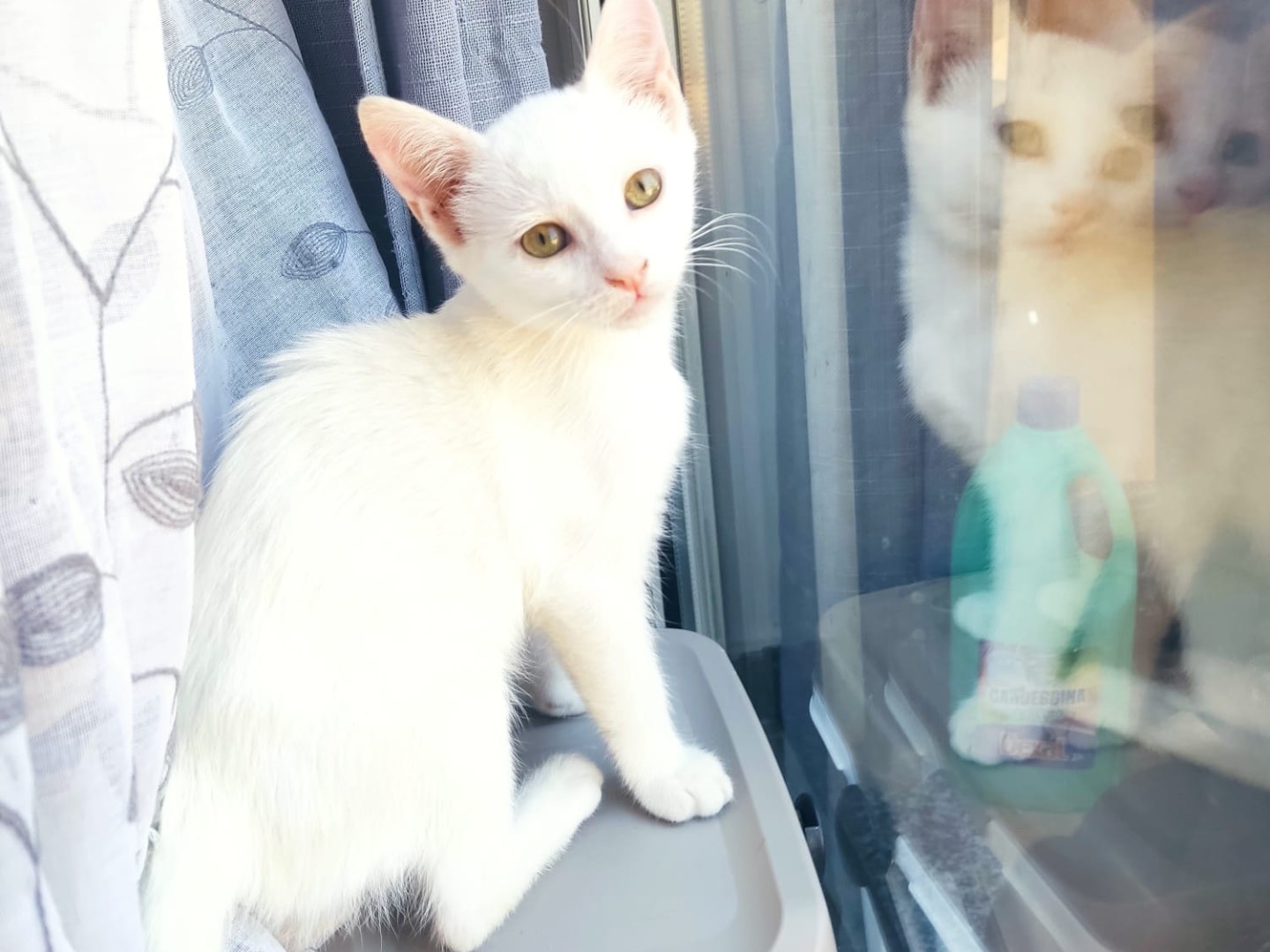 Adozione gatto, femmina, Razza sconosciuta Razza sconosciuta, 3 mesi, taglia non valida, Vibo