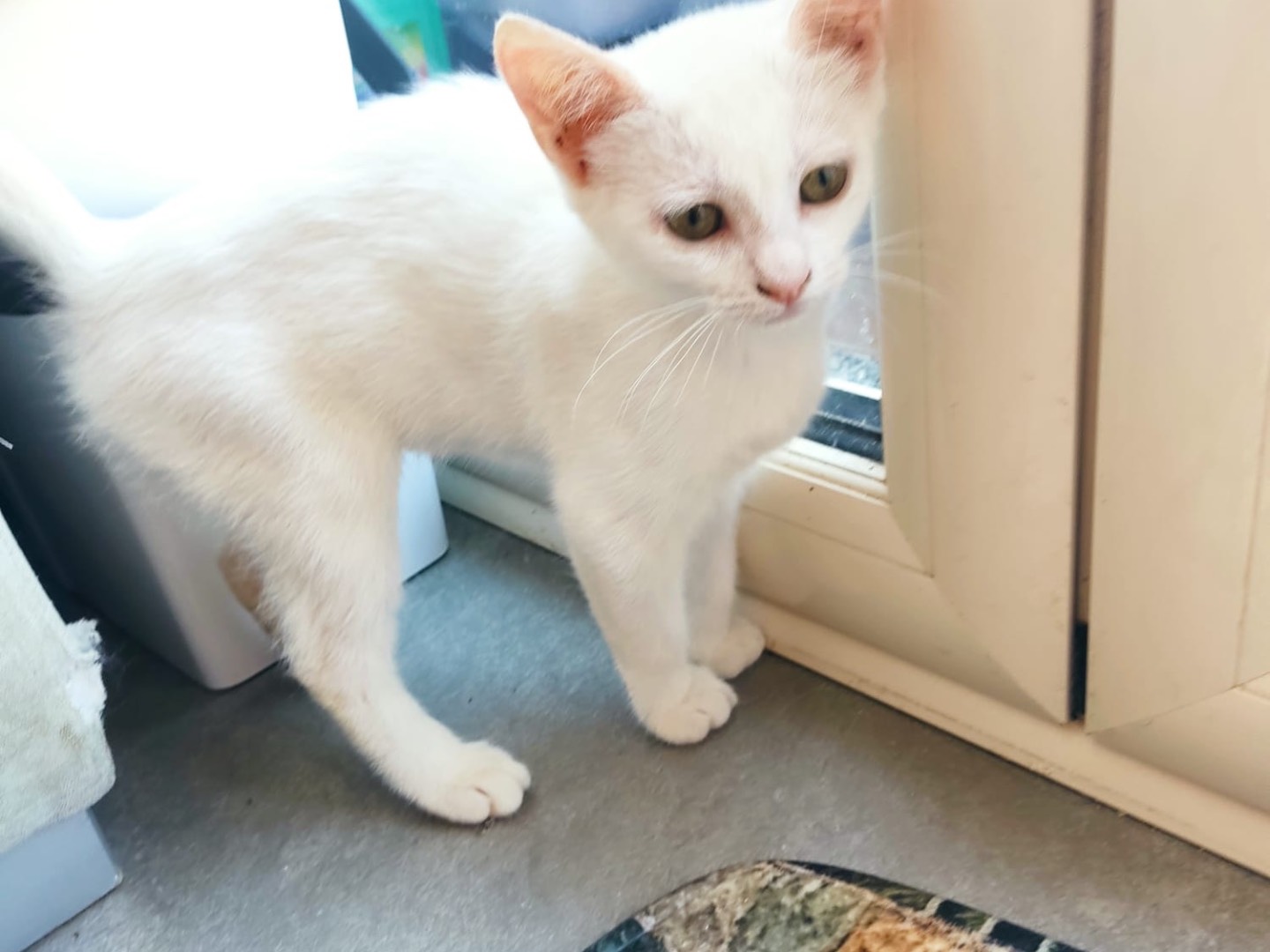Adotta un gatto, femmina, 3 mesi, Vibo