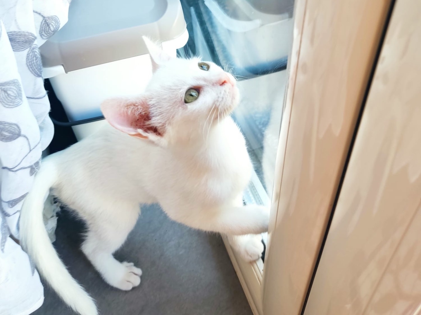 Adotta un gatto, taglia non valida, femmina, Vibo