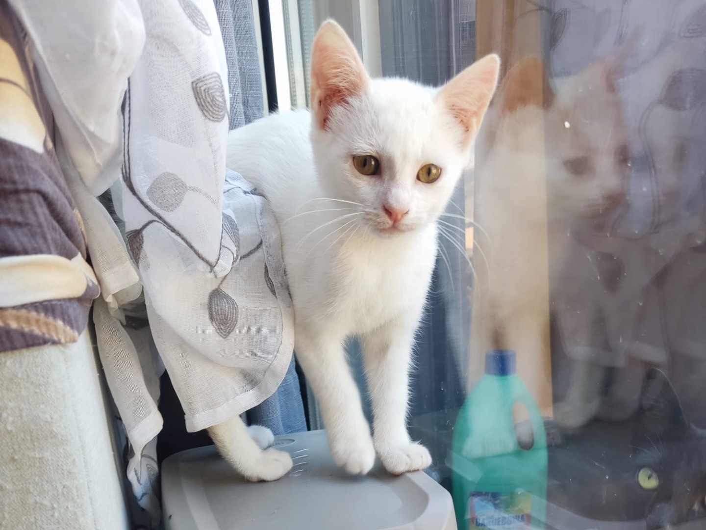 Vuoi adottare un gatto a Vibo?