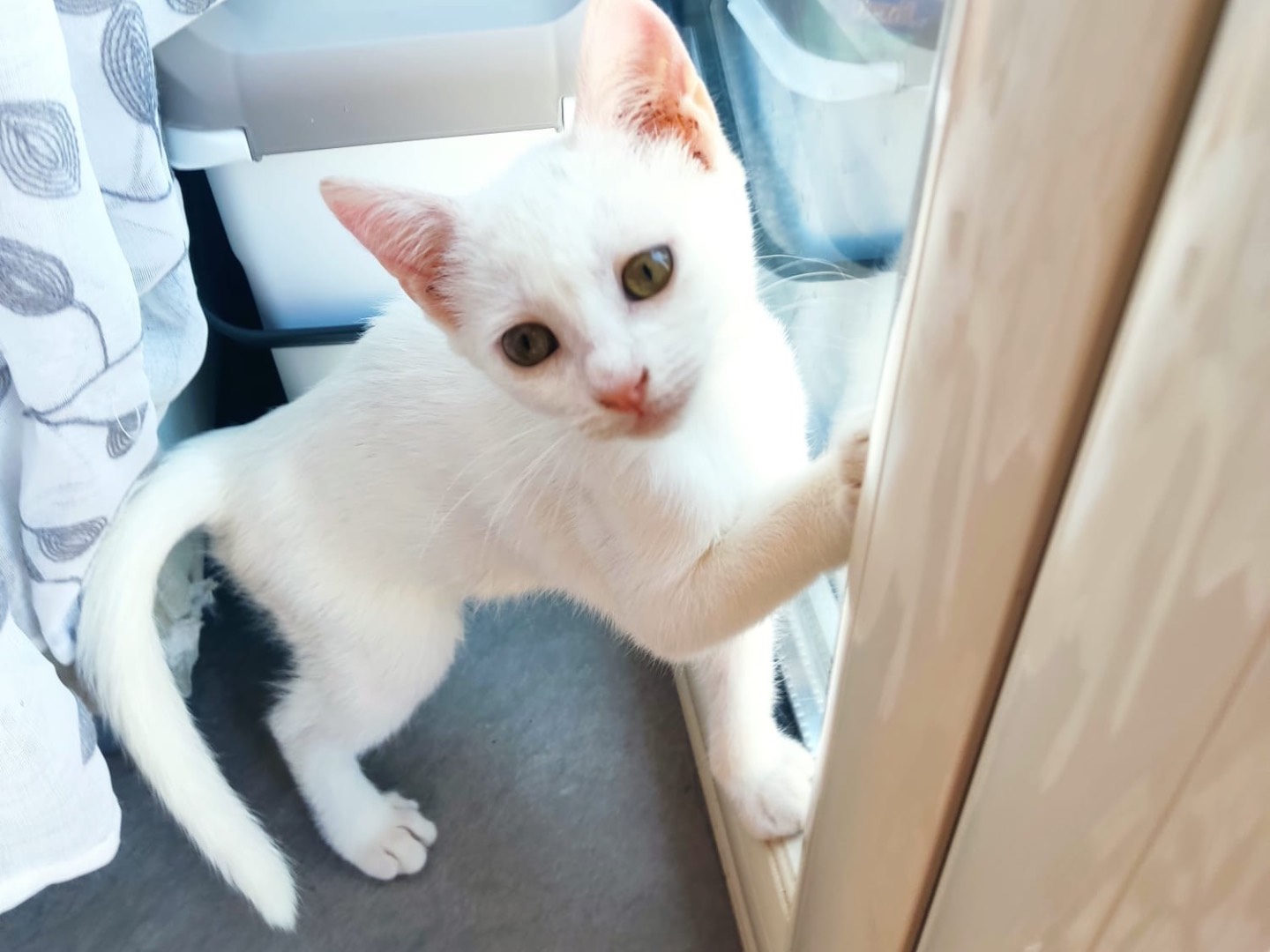 Adotta il gatto Sephora a Vibo