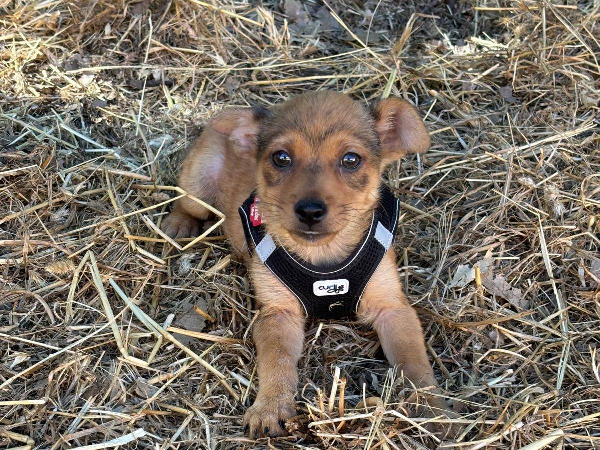 Adozione cane, maschio, Pinscher Razza sconosciuta, 1 mese, taglia piccola, Bari