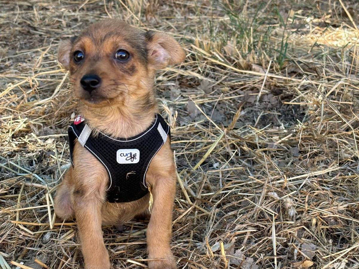 Adotta un cane, taglia piccola, maschio, Bari