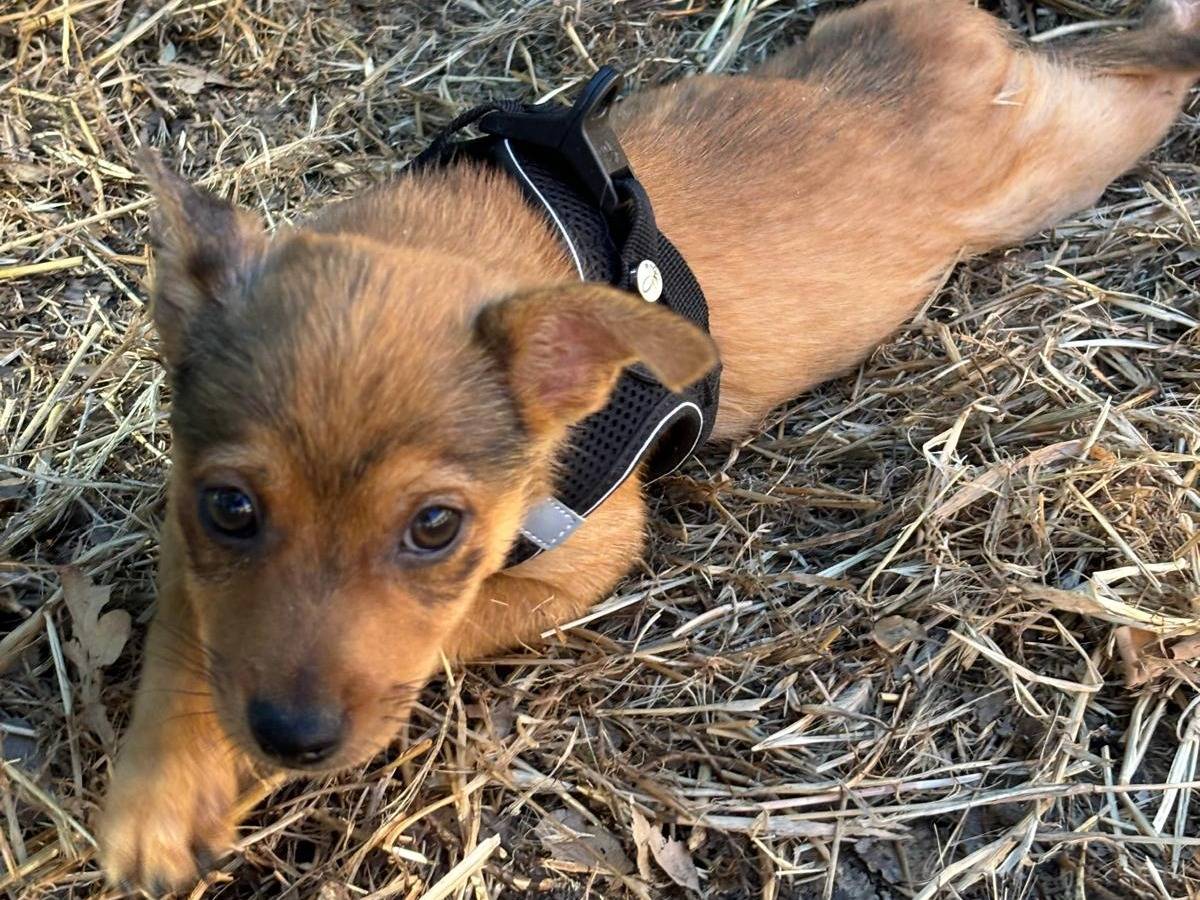 Vuoi adottare un cane a Bari?