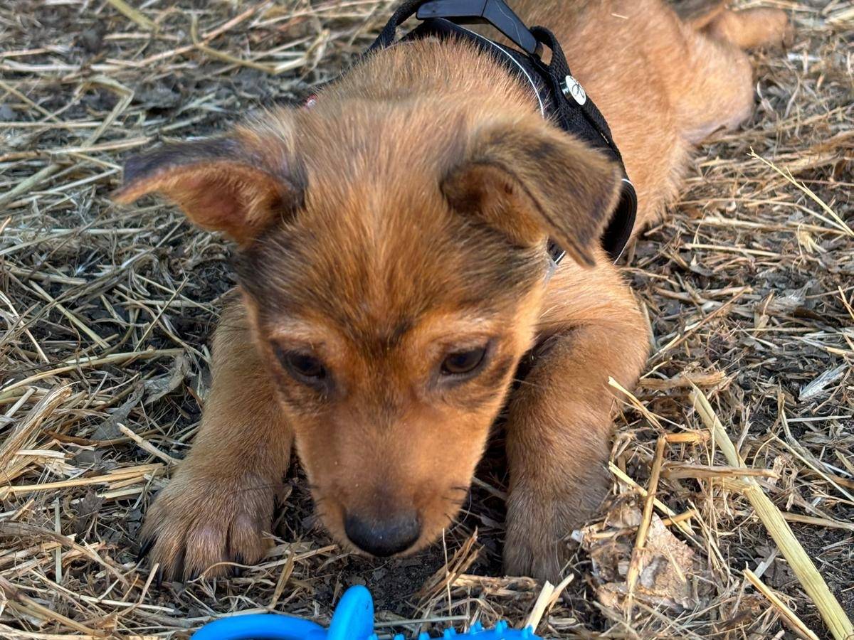 Adotta il cane Ulisse a Bari