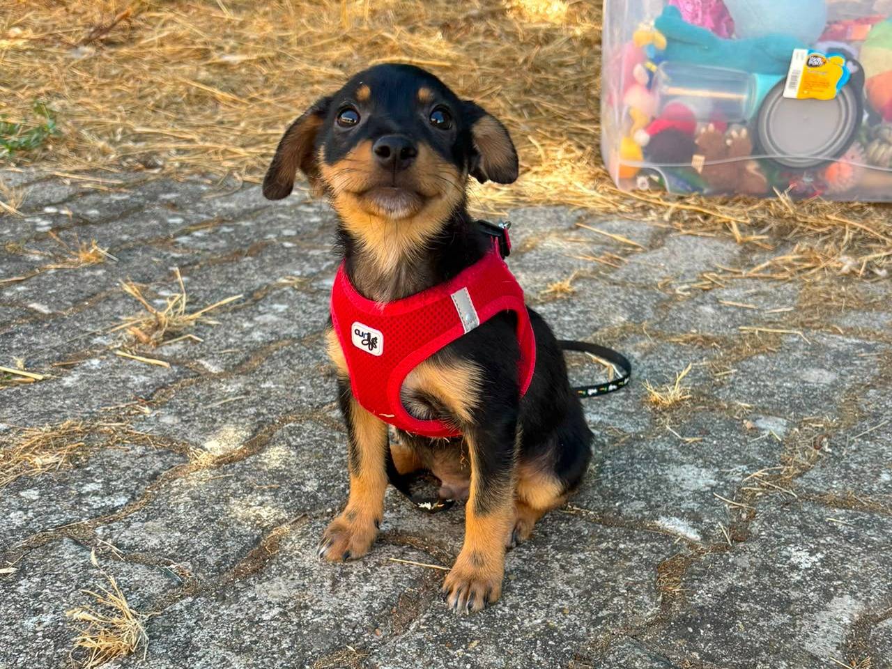 Adotta un cane, maschio, 2 mesi, Bari