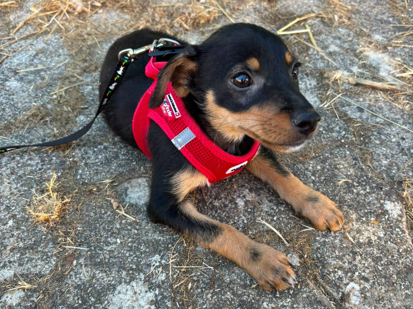 Adotta un cane, taglia piccola, maschio, Bari