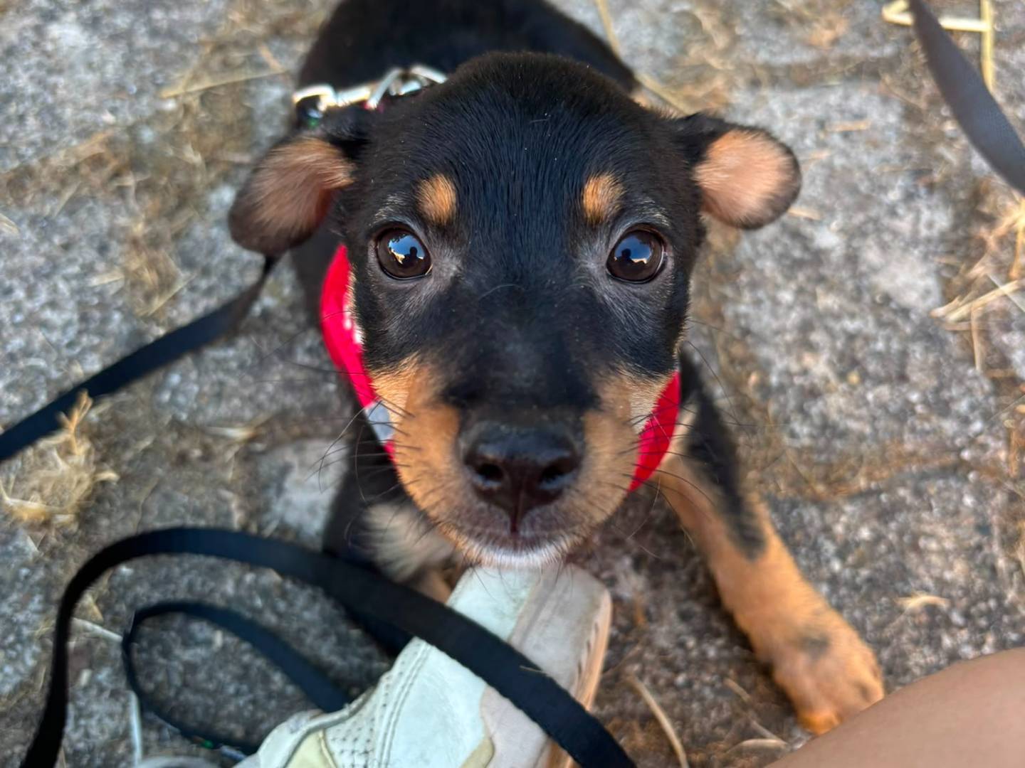 Vuoi adottare un cane a Bari?