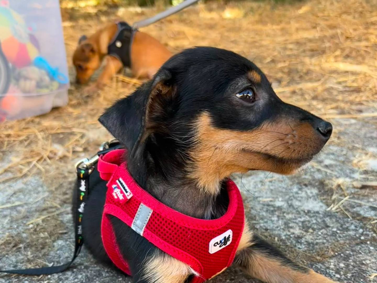 Adotta il cane Ercole a Bari