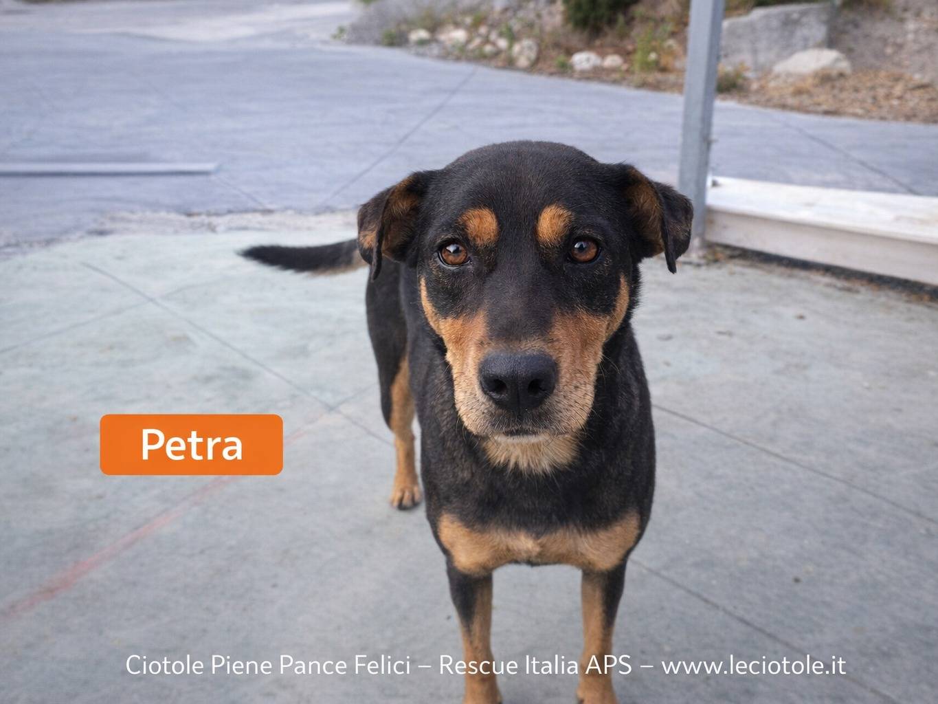 Adozione cane, femmina, Razza sconosciuta Razza sconosciuta, 2 anni e 2 mesi, taglia media, Avellino