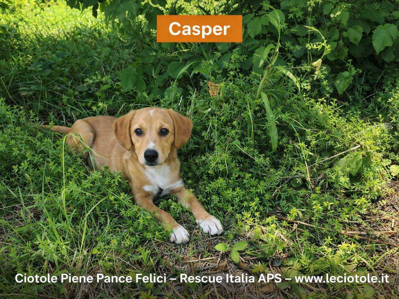 Adozione cane, maschio, Razza sconosciuta Razza sconosciuta, 3 mesi, taglia media, Avellino