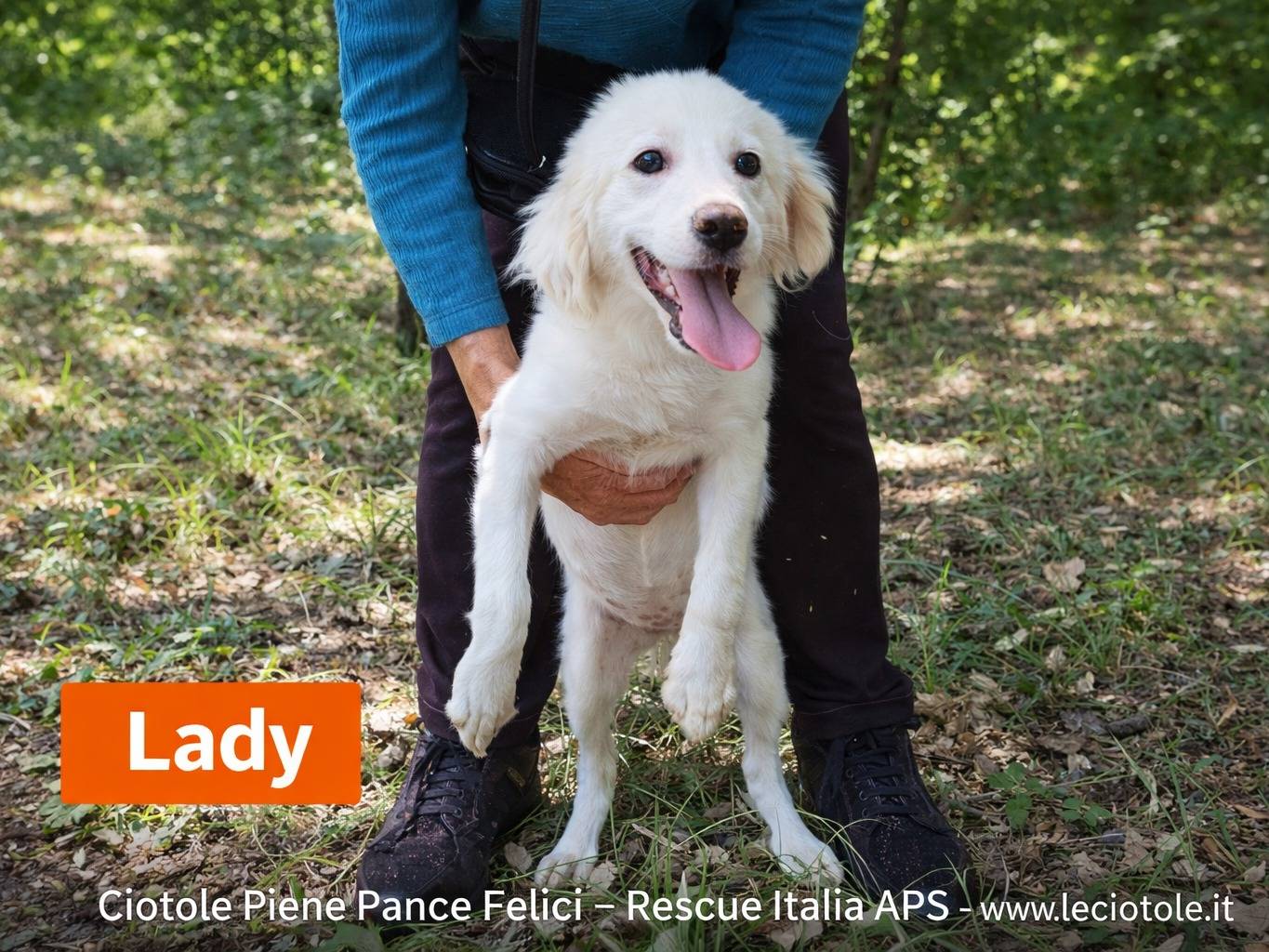 Adozione cane, femmina, Razza sconosciuta Razza sconosciuta, 3 mesi, taglia media, Avellino