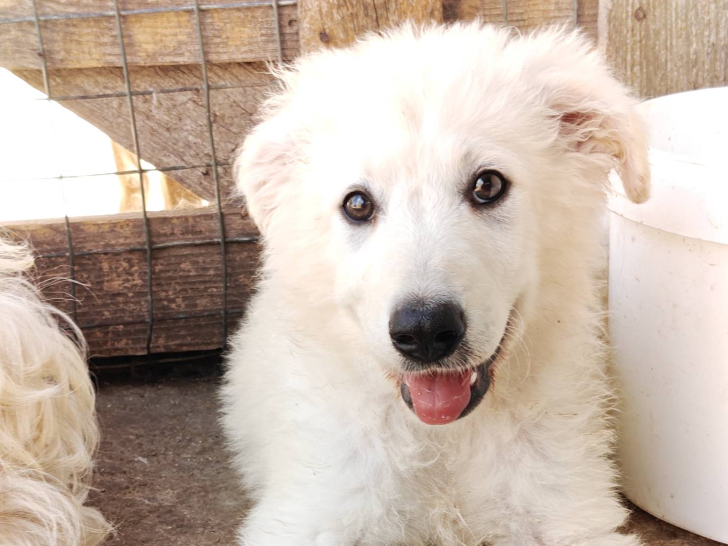 Adozione cane, maschio, Pastore maremmano Razza sconosciuta, 3 mesi, taglia grande, Trapani
